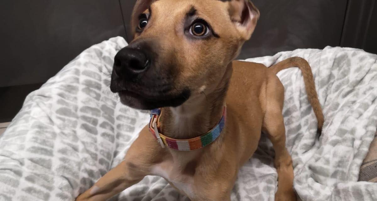 Issued by Hope Rescue, Llanharan, South Wales 23/12/2019