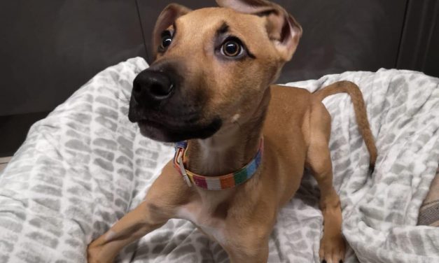 Issued by Hope Rescue, Llanharan, South Wales 23/12/2019