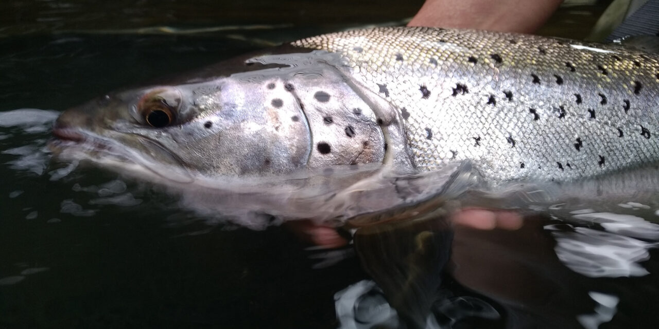 Conservation Groups Welcome Natural Resources Wales’s Support of Measures to Protect Salmon and Sea Trout