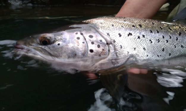 Conservation Groups Welcome Natural Resources Wales’s Support of Measures to Protect Salmon and Sea Trout