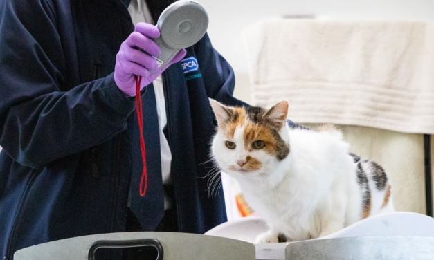 Two in three adults call for mandatory cat microchipping in Wales