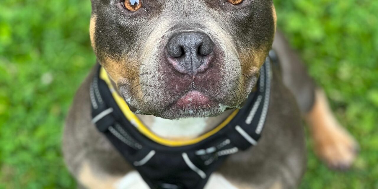 RSPCA calls for tougher action as illegal ear cropping continues in Wales