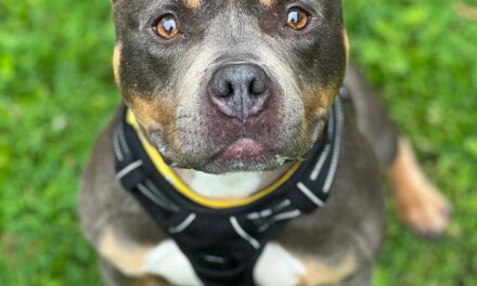 RSPCA calls for tougher action as illegal ear cropping continues in Wales