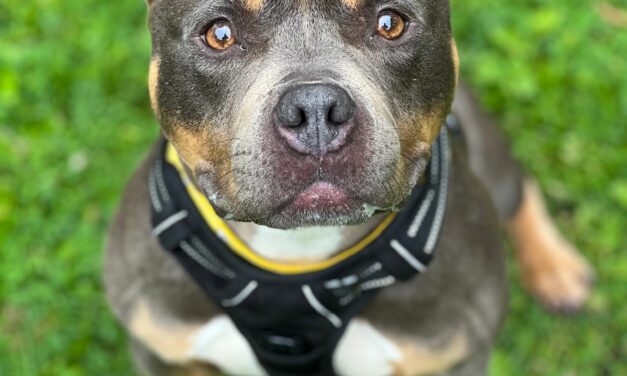 RSPCA calls for tougher action as illegal ear cropping continues in Wales