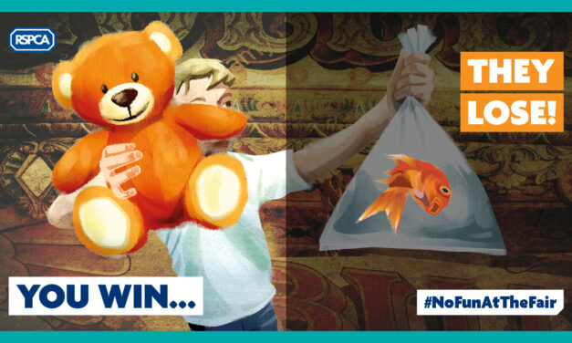 Banned! Two more councils in Wales ban pets as prizes on their land