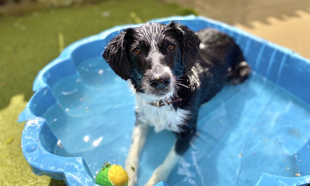 Surge in hot weather pet advice searches as RSPCA warns of ‘killer’ heatwave