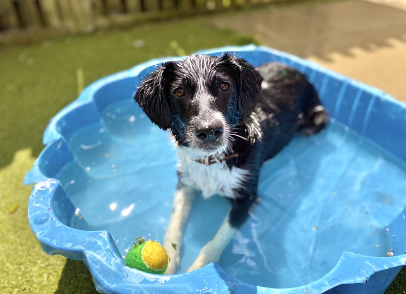 Surge in hot weather pet advice searches as RSPCA warns of ‘killer’ heatwave