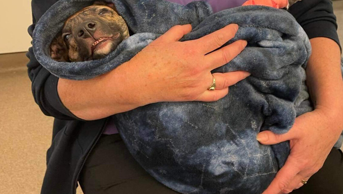 Cruelty to dogs in Wales increased by 10% last year