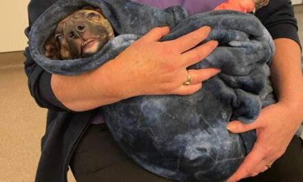 Cruelty to dogs in Wales increased by 10% last year