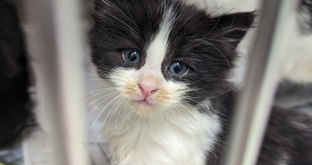 RSPCA Cymru issue appeal after cat and her three kittens are dumped in Cardiff