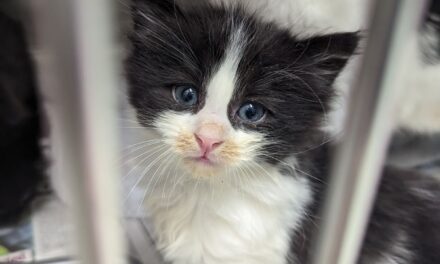 RSPCA Cymru issue appeal after cat and her three kittens are dumped in Cardiff