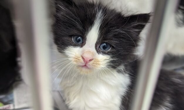 RSPCA Cymru issue appeal after cat and her three kittens are dumped in Cardiff