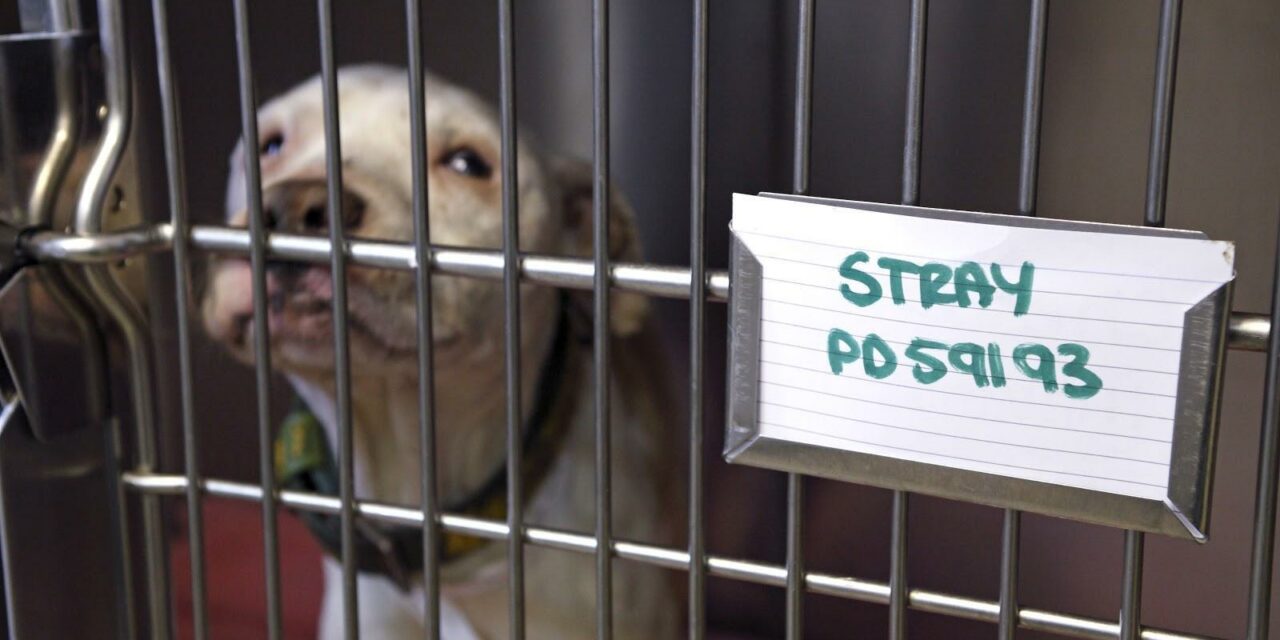 RSPCA Cymru celebrates outstanding winners of prestigious PawPrints awards