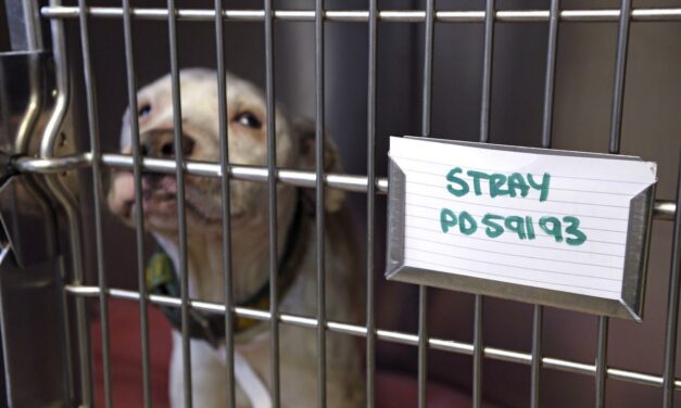 RSPCA Cymru celebrates outstanding winners of prestigious PawPrints awards