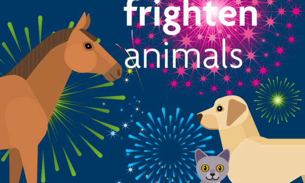Welsh councils back RSPCA’s campaign to head off fireworks fears