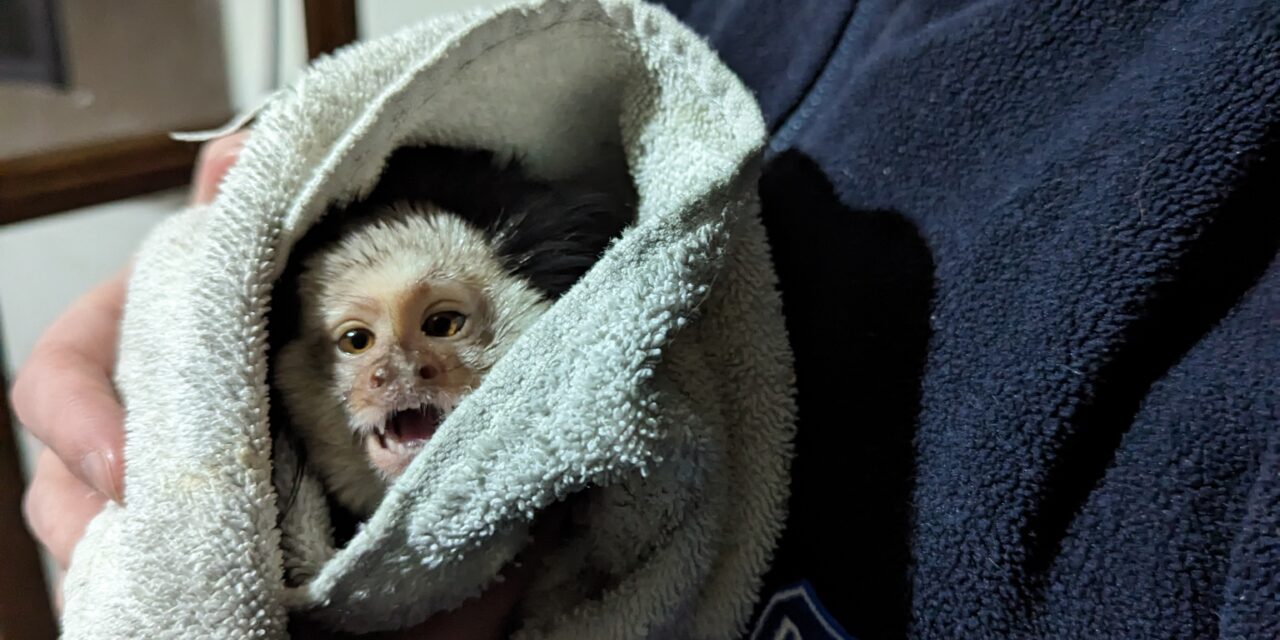 RCT owners banned from keeping animals after causing marmoset to suffer