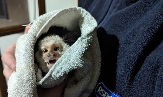 RCT owners banned from keeping animals after causing marmoset to suffer