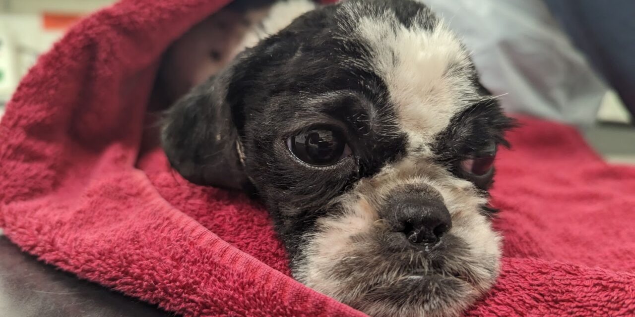 Animal abandonments have soared in Wales