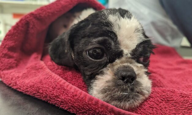 Animal abandonments have soared in Wales