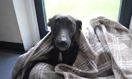 Will Pepper’s Christmas wish come true after 800 days waiting for a home?