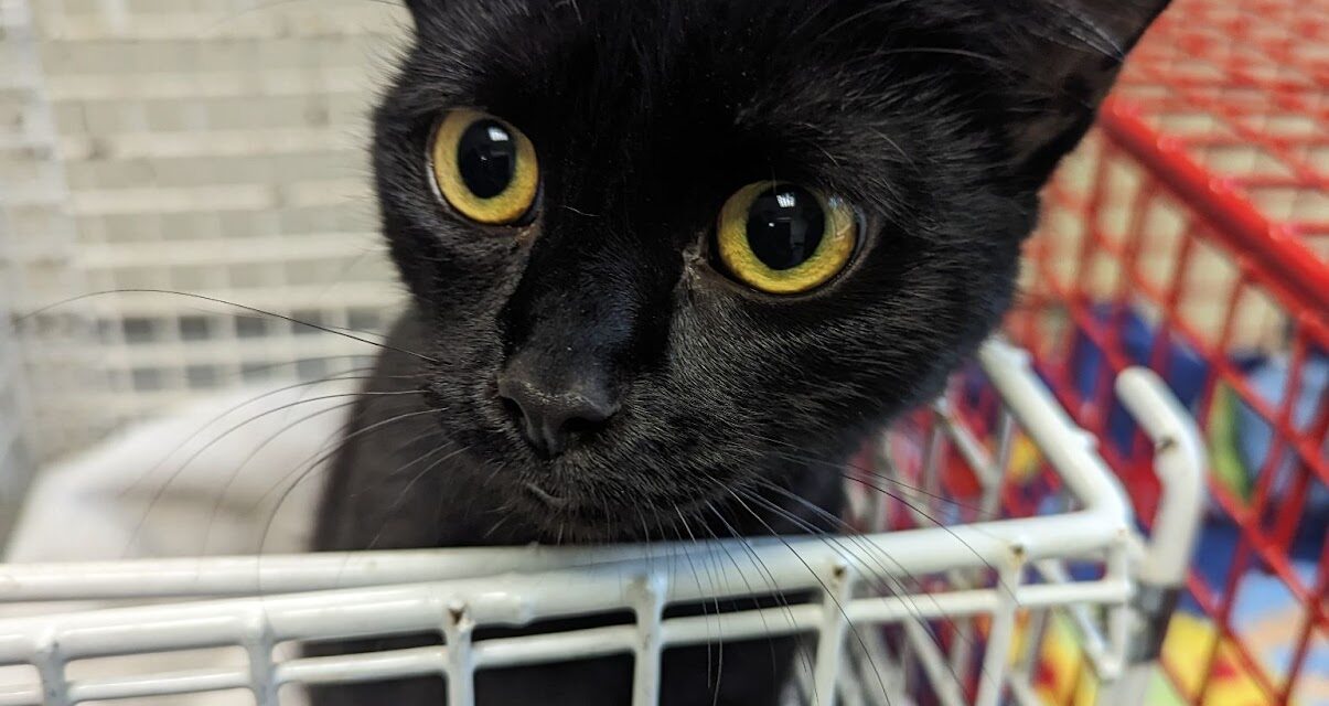 Cat and two kittens found abandoned in box in Rhymney