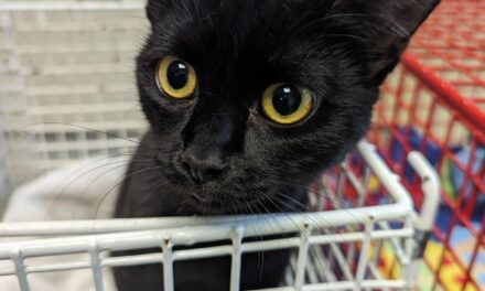 Cat and two kittens found abandoned in box in Rhymney