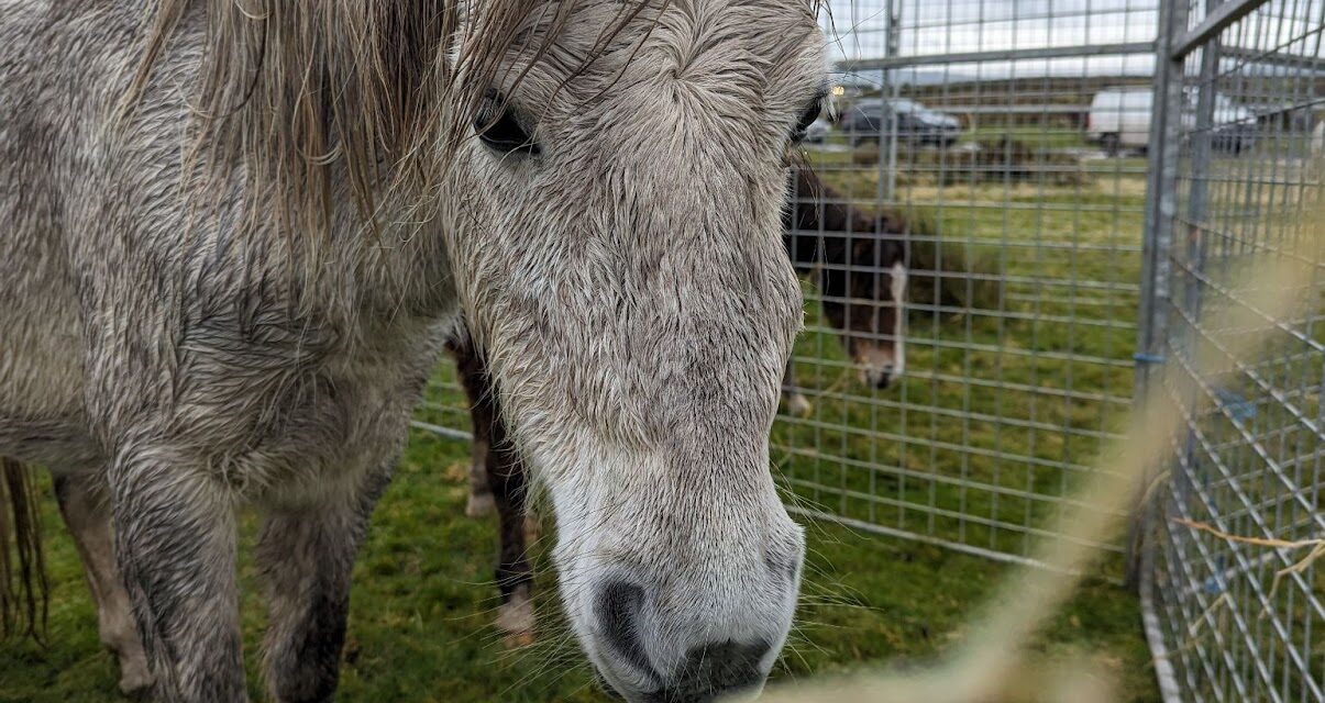 RSPCA Cymru appeal for owner following concerns of a mare and foal at common