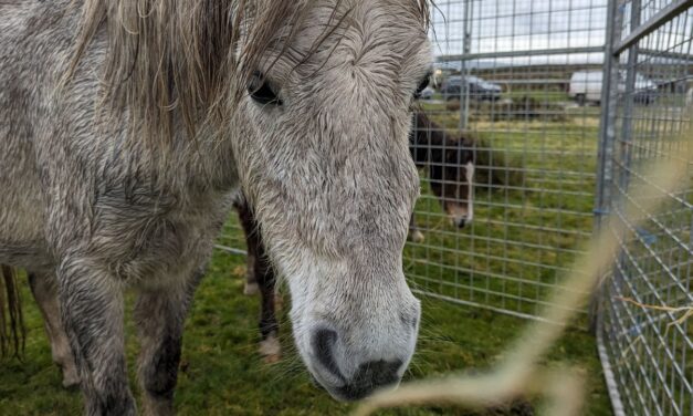 RSPCA Cymru appeal for owner following concerns of a mare and foal at common