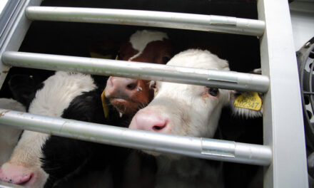 Welsh Govt urged to work with UK Govt as King’s Speech confirms live export ban