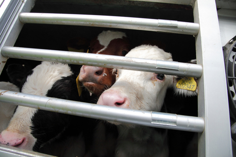 Welsh Govt urged to work with UK Govt as King’s Speech confirms live export ban