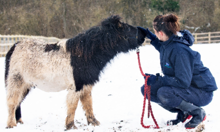 Snow: RSPCA Cymru’s top tips to keep animals safe in the cold across Wales