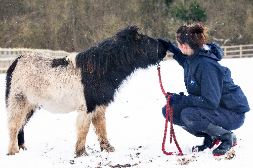 Snow: RSPCA Cymru’s top tips to keep animals safe in the cold across Wales