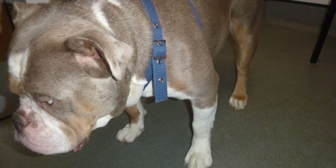Man and woman from Barry disqualified from keeping animals after beating dog