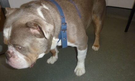 Man and woman from Barry disqualified from keeping animals after beating dog