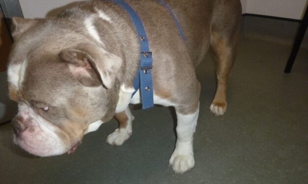 Man and woman from Barry disqualified from keeping animals after beating dog