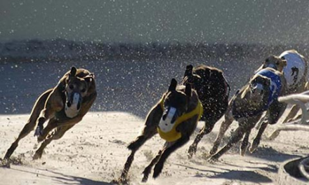‘Golden opportunity’ to end greyhound racing as landmark consultation launches