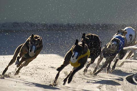 ‘Golden opportunity’ to end greyhound racing as landmark consultation launches