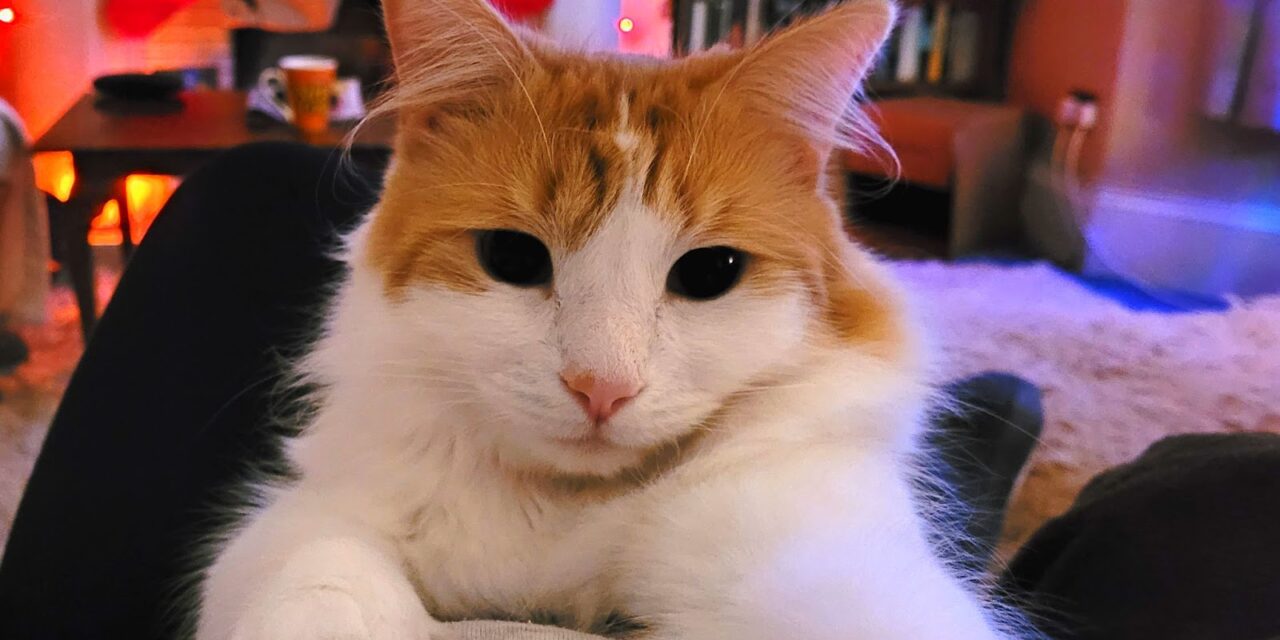 Will love be in the air for RSPCA pets this Dydd Santes Dwynwen?