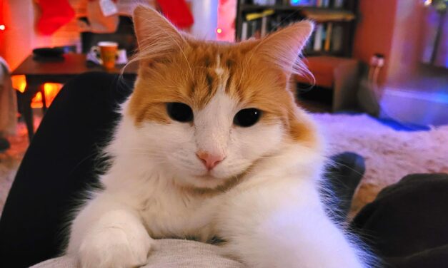 Will love be in the air for RSPCA pets this Dydd Santes Dwynwen?