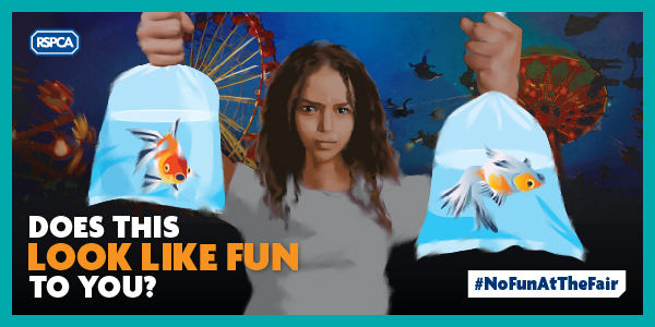 It’s a splash! RSPCA welcomes pets as prizes support from all 22 councils