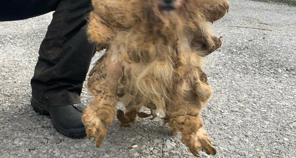 Happy ever after for dog found with matted coat and covered with faeces