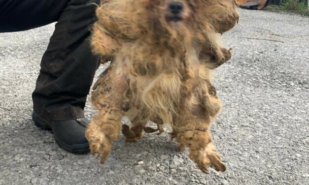 Happy ever after for dog found with matted coat and covered with faeces