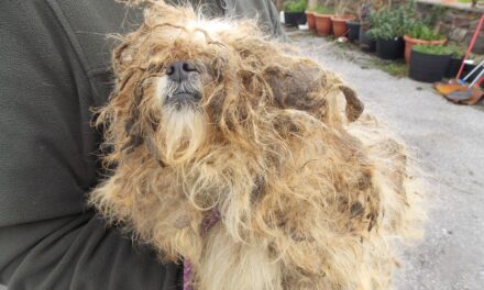 Forty-eight dogs and one cat neglected in unsuitable conditions with many suffering