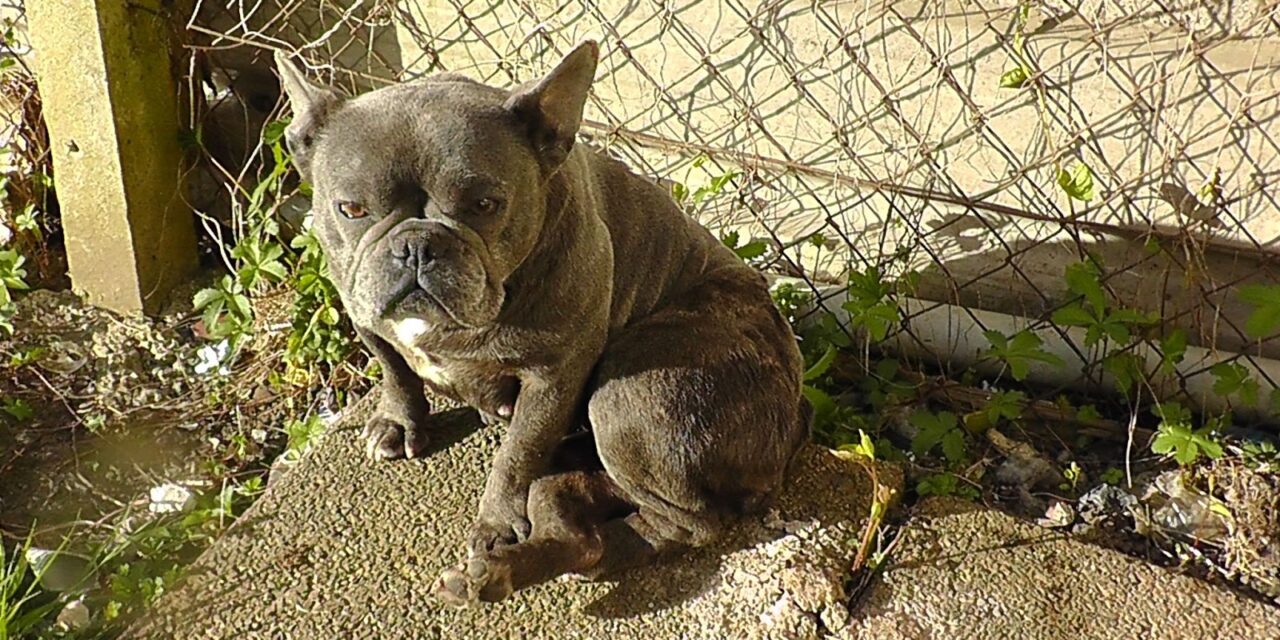 Six Newport men jailed following RSPCA investigation into illegal puppy trade