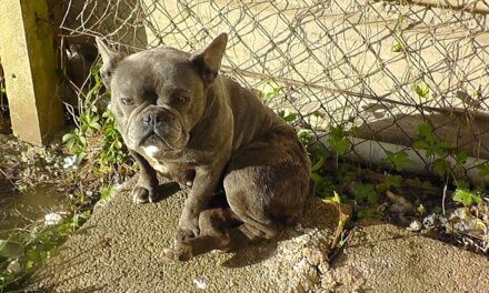 Six Newport men jailed following RSPCA investigation into illegal puppy trade