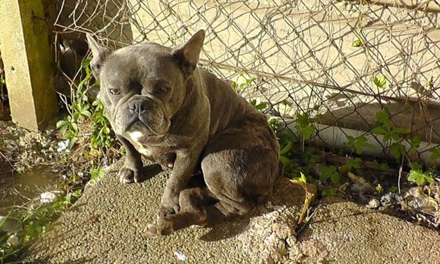 Six Newport men jailed following RSPCA investigation into illegal puppy trade
