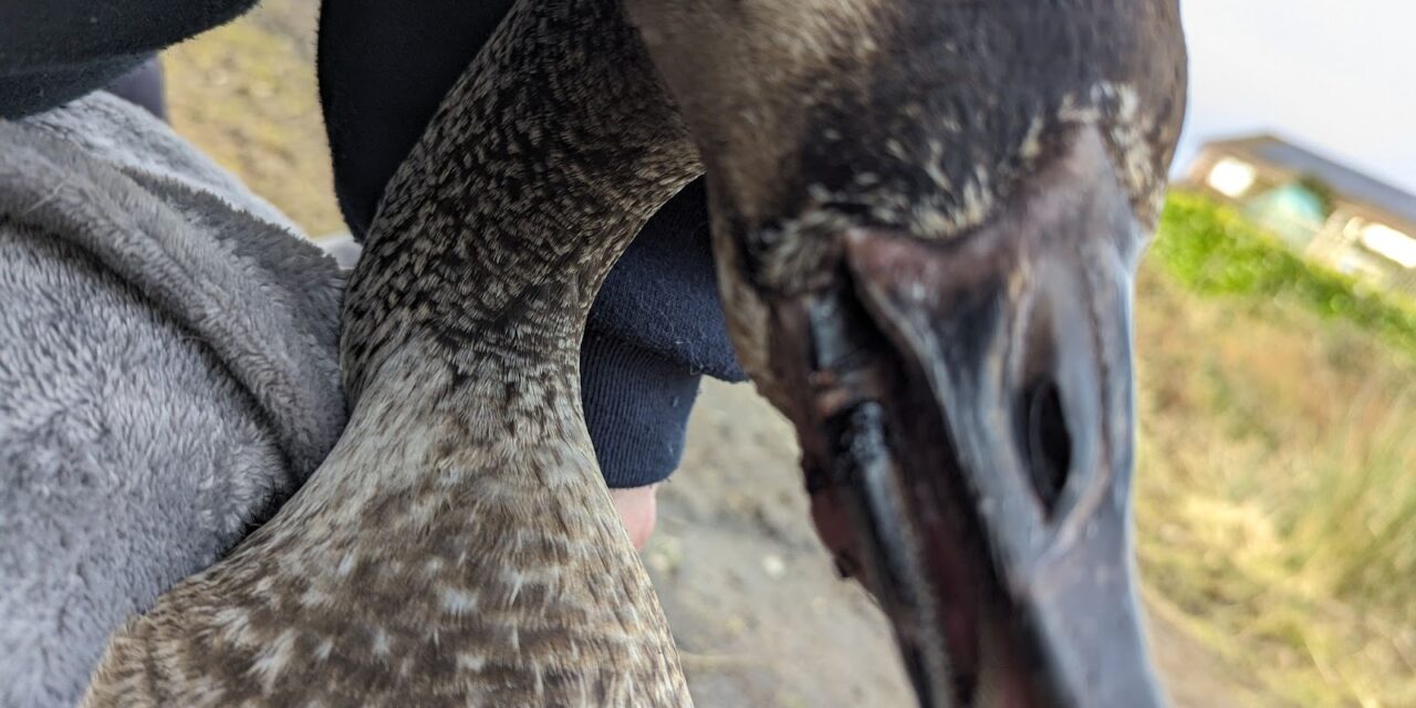 RSPCA Cymru issues litter reminder after goose found with can stuck on its mouth