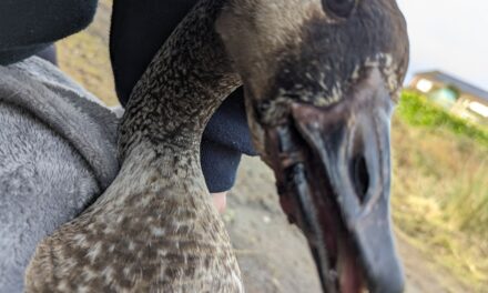 RSPCA Cymru issues litter reminder after goose found with can stuck on its mouth