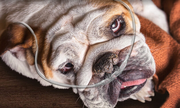 76% in Wales oppose breeding dogs with genetic health problems