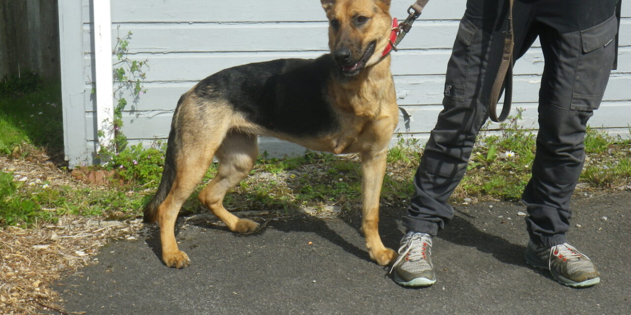 RSPCA rescuer gives a forever home to Lucky after severe injury and amputation